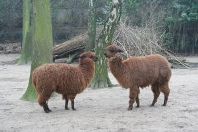 Schurft bij alpaca's