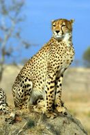 Cheetahs in Whipsnade Zoo