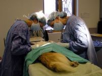Kankertherapie bij honden en katten