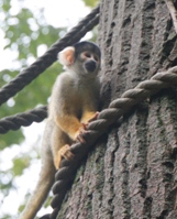 Drukte in de Dierentuin