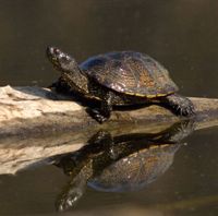 Opvangcentrum voor exotische schildpadden