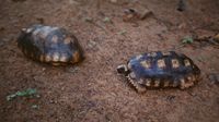 Bosschildpadden primeur