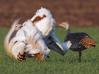 Gif eten voor de vrouwtjes