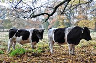 Heidekoe op Hoge Veluwe