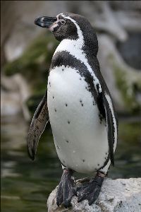 10 Humboldt pinguïns geboren 