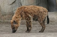 Hyena's in Blijdorp