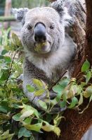 Diepe basstem voor kleine koala