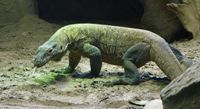 Zwaar leven voor vrouwelijke Komodovaraan