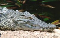 Krokodillen zijn gevoelige dieren