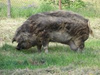 Mangalitza varkens in Almere