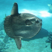 Oceanario Lissabon