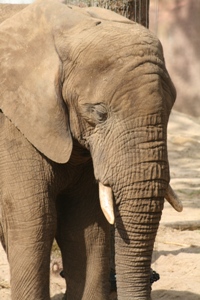 Laarzen voor olifant