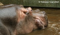 Babynijlpaard
