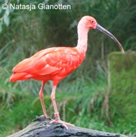 Verslag Vogelsymposium