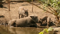 Wrattenzwijnen in Umkhosi