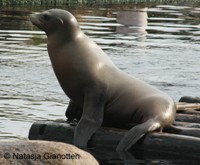 Duurzame haring voor zeeleeuwen