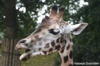 Giraffen met muziek het nieuwe jaar in