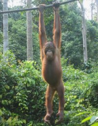 Orang-oetans als model voor de mens