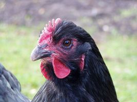 Stalboekje pluimvee voor een natuurlijk gezonde kip