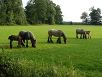 Parasietenwijzer voor paarden