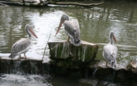 Veiling pelikanentrio