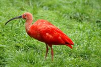 Rood in de voeding