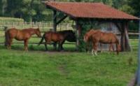 Schuilstallen voor paarden