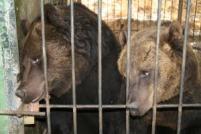 Spaanse  beren  op gesloten in een betonnen kooi 