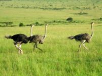 Snelle struisvogels