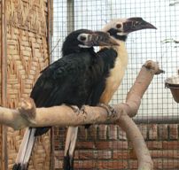 Jongen voor bedreigde neushoornvogels