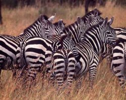 Het waarom van zebrastrepen