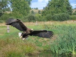 Zeearenden in de Biesbosch