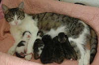 Kittens 16 weken bij hun moeder