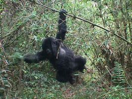 Jonge gorilla's slopen een val