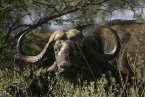 Noodoefening met Kaapse buffel