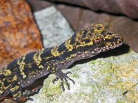 Bumblebee gecko