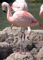 Nederlands-Belgische flamingo's