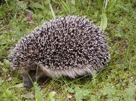 Egels in de tuin