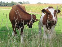 In dieren verplaatsen