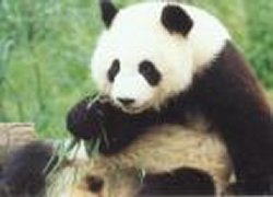 Panda geboren in Weense zoo 