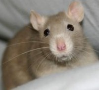 Parasieten bij ratten