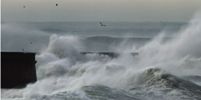 Vogels in de storm